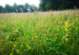 Yellow rattle in the swifts